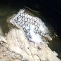 maytan555's cooksnap of when they made 鯛の出汁・アラの出汁の取り方.