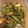 クック6VWZLC☆'s cooksnap of when they made 弁当に♪モロッコ豆とちくわのおかかまみれ.