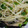 ぴよひこさん's cooksnap of when they made 椎茸とほうれん草の和風パスタ.