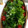 フクフク２００７'s cooksnap of when they made トマトと大葉のサラダ.