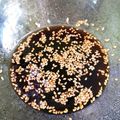 食卓旅行's cooksnap of when they made 標準的な冷やし中華のタレ.