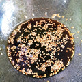 食卓旅行's cooksnap of when they made 標準的な冷やし中華のタレ.
