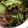 クックモランド's cooksnap of when they made レタスと海苔だけ!!簡単サラダ♡.