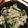 けんけん0801's cooksnap of when they made 低糖質奴♪豚しゃぶときゅうり.