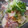 mzhroom's cooksnap of when they made たこと貝割れのわさびマヨ和え.