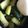 ＊なみへい＊'s cooksnap of when they made 胡瓜とざーさいの中華風漬物.