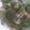 クックOYTSP1☆'s cooksnap of when they made ちょ～簡単♪豚バラ＆セロリの葉っぱ炒め.