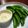 しろくまラッコ's cooksnap of when they made おつまみ　～スナップえんどう～.
