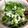 クックL4WN60☆'s cooksnap of when they made レタスのサラダ featくずし豆腐.