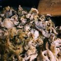 ぱてぃしえりつぃん's cooksnap of when they made 冷凍玉ねぎで時短♡豚丼☆.