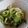 クックQPKXTW☆'s cooksnap of when they made しっとり鶏むね肉ときゅうりの和え物.