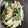ちみ太郎★'s cooksnap of when they made 水菜とツナの醤油麹炒め.