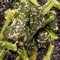 meise17's cooksnap of when they made ほうれん草のごまあえ.