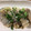 きよやよ's cooksnap of when they made とろろ昆布とえのきの豚肉巻き.