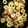 なおぴんズ's cooksnap of when they made 竹輪のマヨチーズ青海苔炒め.