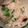 じゃこぴー☆'s cooksnap of when they made タコと枝豆の塩こんぶごはん.
