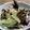 ちゃなじゅん's cooksnap of when they made あさりのバター醤油蒸し.