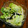 greentmt's cooksnap of when they made レタスと海苔の味ぽん和え♪.
