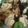 クックLJ2W4Q☆'s cooksnap of when they made おせちに！焼いて作る鶏叉焼♪.