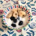 しゅい6's cooksnap of when they made 茹で黒豆とバナナのヨーグルト和え.