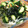 lucey☆girl's cooksnap of when they made 桜えびとキュウリの酢の物.