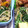 ekokan's cooksnap of when they made 調味料1つ♡もやしとほうれん草のお浸し.