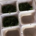 けーこころん's cooksnap of when they made 【離乳食】ほうれん草の冷凍保存.