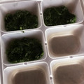 けーこころん's cooksnap of when they made 【離乳食】ほうれん草の冷凍保存.