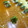 あっぱれ！！'s cooksnap of when they made 簡単！中華風きゅうりの浅漬け.