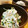 かわゆう1211's cooksnap of when they made 豆苗と桜えびの白和え.