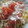 Haruka38's cooksnap of when they made 新玉ねぎと完熟トマトのゆかりスパゲティ.