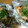 kyoko＊k's cooksnap of when they made 秋鮭ときのこのホイル蒸し.