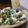 ダイナマイト漆黒's cooksnap of when they made 簡単美味！京みぶ菜と豚肉の温しゃぶサラダ.