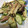 みきちゃんLove's cooksnap of when they made きゅうりとみょうがの塩昆布和え.