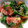 map2511's cooksnap of when they made アジア風★トマトのマリネ.