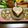 りこまこせいやのパパ's cooksnap of when they made お誕生日おめでとうカレー.