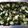 クックEZ409E☆'s cooksnap of when they made しらすときゅうりとろろ昆布の酢の物.