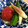 ぽちまるaa's cooksnap of when they made 冷やしトマトのお漬物小鉢.