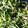 クックY4766A☆'s cooksnap of when they made 豆苗とえのきのシンプル炒め.