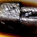 ぷち☆とまと★'s cooksnap of when they made 無限なす☆簡単なすの煮浸し作り置きおかず.