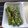 ランランフクちゃん's cooksnap of when they made ししとうの麺つゆマヨ炒め.