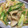 kanayanv's cooksnap of when they made きゃべつとオクラの豚しょうが焼き♪.