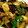 クック64OY6U☆'s cooksnap of when they made 厚揚げと野菜の甘酢みぞれ炒め.