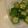 しいのちゃん's cooksnap of when they made オクラの茹で方.