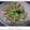 ちょこ☆ちょこ's cooksnap of when they made キャベツとムネ肉のペペロンチーノ風炒め.