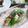 ＴＯＭＯＷＡＴ's cooksnap of when they made オクラの梅おかか和え♪.