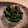 culico's cooksnap of when they made 塩昆布仕立て ゴーヤの浅漬け.