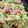 クック888's cooksnap of when they made カリフラワーとウインナーのカレー炒め.
