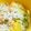 loobepad's cooksnap of when they made 誰でも出来る♪簡単レタスとしらすのサラダ.