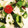 cookinぐれーす's cooksnap of when they made ヘルシー★長芋と夏野菜のさっぱりサラダ.